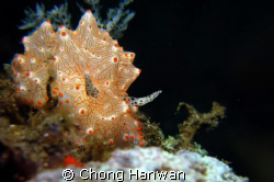 taken with G9.. by Chong Hanwan 